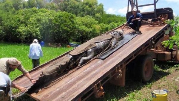 В Австралии рыбаки поймали крокодила гигантских размеров