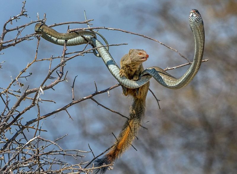 У мангуста на обед была ядовитая змея