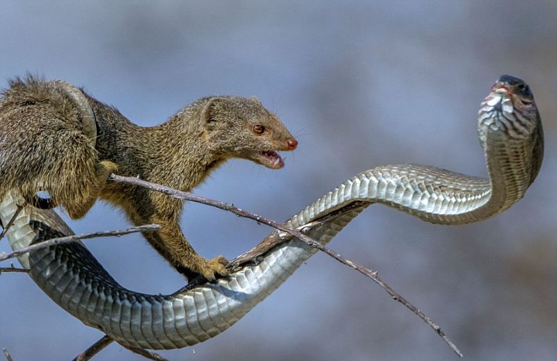 У мангуста на обед была ядовитая змея