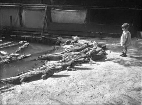 Ферма аллигаторов. Лос - Анджелес 1920 г