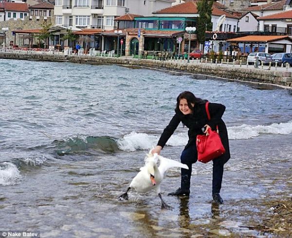 В Македонии туристка замучила лебедя ради фото