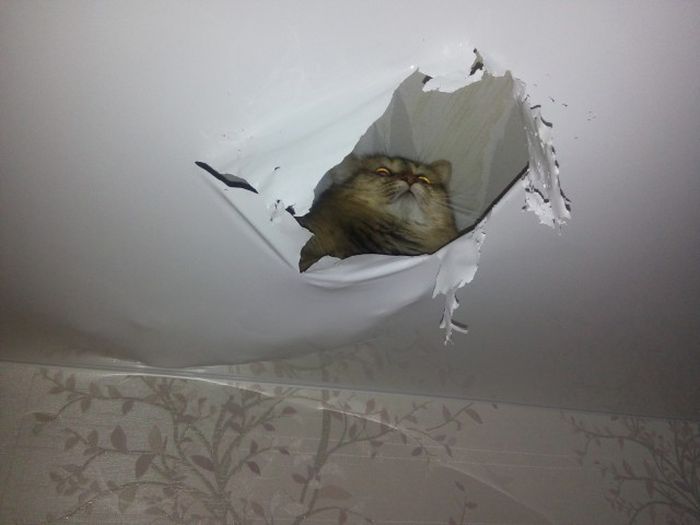 Кошка сделала себе «нору» в потолке