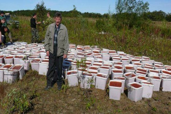 Уничтожение четырех тонн красной икры на Камчатке