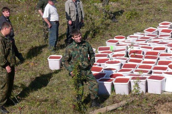 Уничтожение четырех тонн красной икры на Камчатке