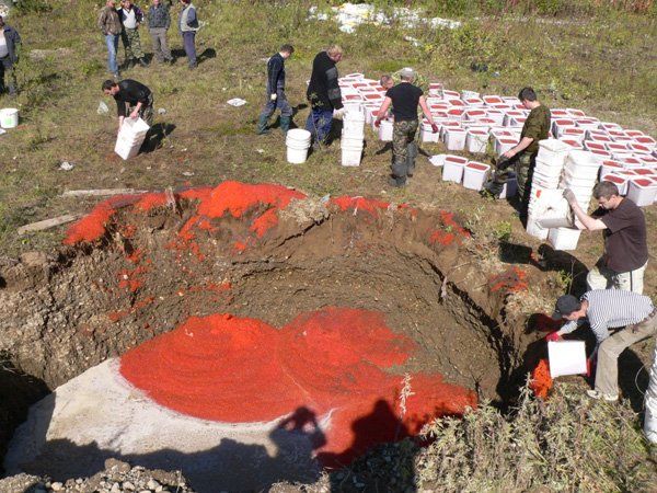 Уничтожение четырех тонн красной икры на Камчатке