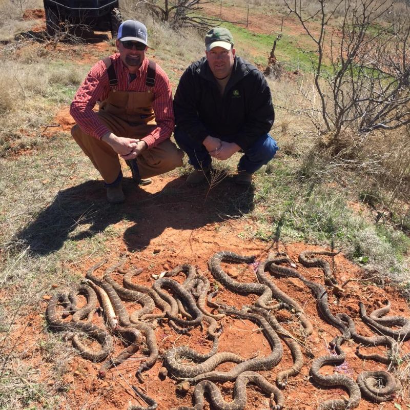 Техасские охотники нашли под хибарой 26 гремучих змей