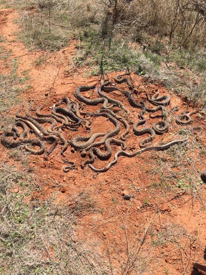 Техасские охотники нашли под хибарой 26 гремучих змей