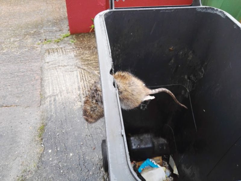 Владельцы мусорного контейнера бросили в него крысиный яд и положили кирпич на крышку