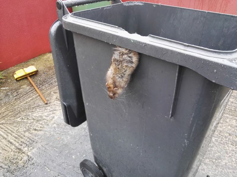 Владельцы мусорного контейнера бросили в него крысиный яд и положили кирпич на крышку
