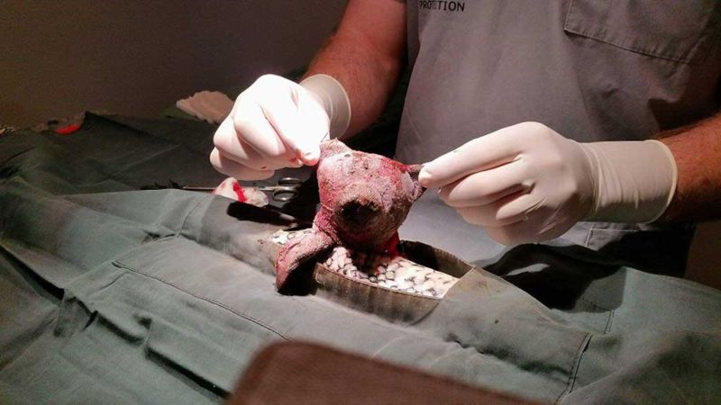 Питону, сожравшему плюшевого мишку, пришлось делать операцию