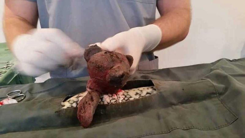 Питону, сожравшему плюшевого мишку, пришлось делать операцию