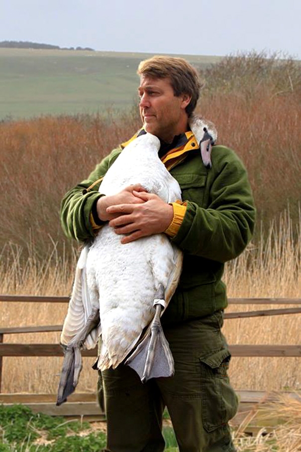 Мужчина спас лебедя и в благодарность птица сделала то, что никто не ожидал увидеть