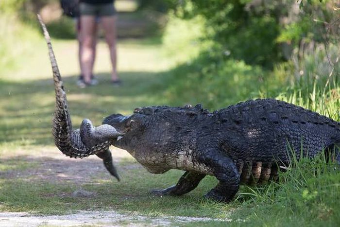 Обычное явление в мире крокодилов