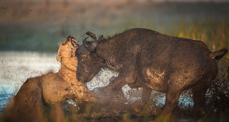 Как буйвол дал яростный отпор двум львицам