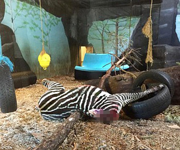 В норвежском зоопарке лишнюю зебру скормили тиграм при посетителях