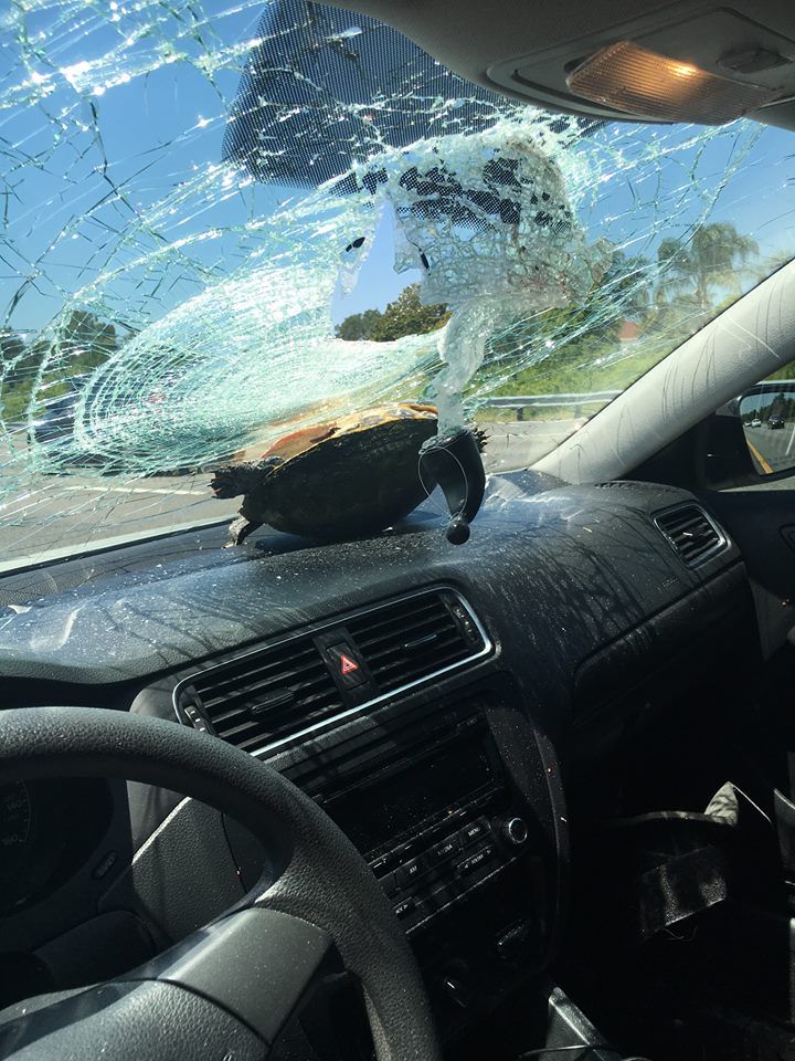 Черепаха разнесла дамочке лобовое стекло машины