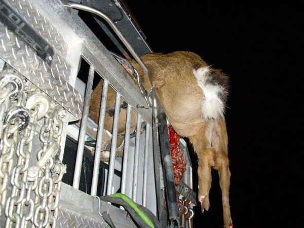 Как олень мог оказаться в заднем окне кабины грузовика