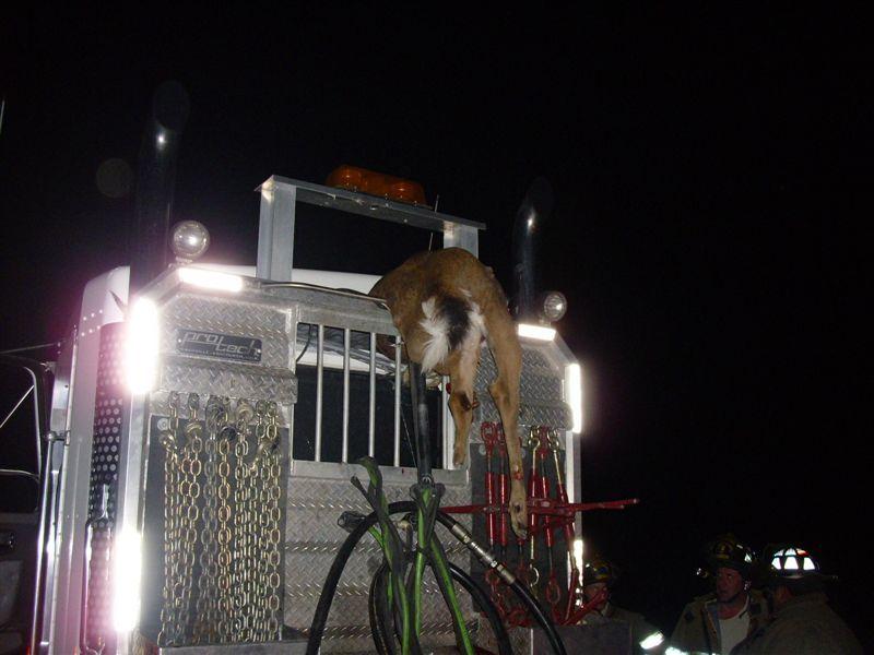 Как олень мог оказаться в заднем окне кабины грузовика