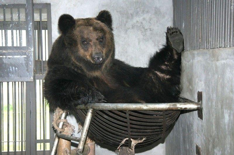 Садисты проделали дырку в животе медведя, чтобы через нее вытягивать желчь