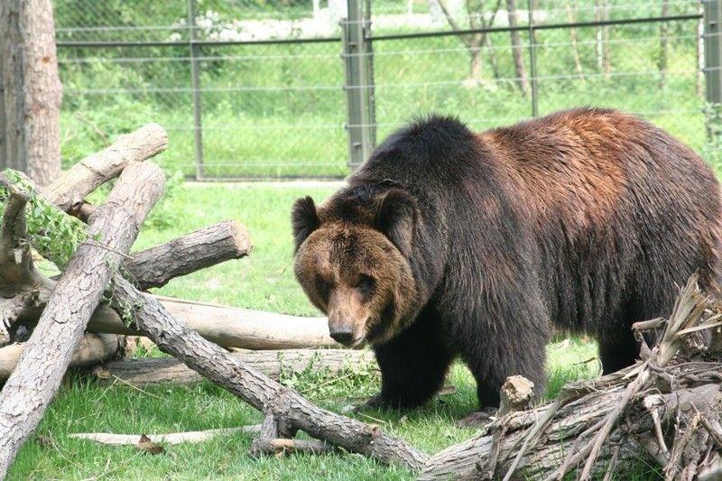 Садисты проделали дырку в животе медведя, чтобы через нее вытягивать желчь