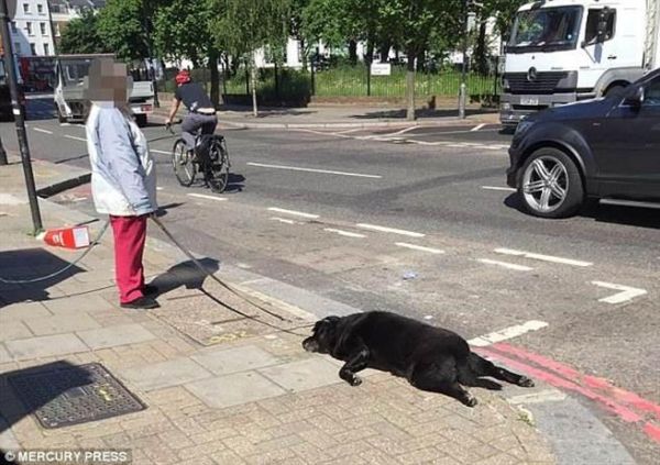 В Лондоне женщина тащила на поводке мертвую собаку