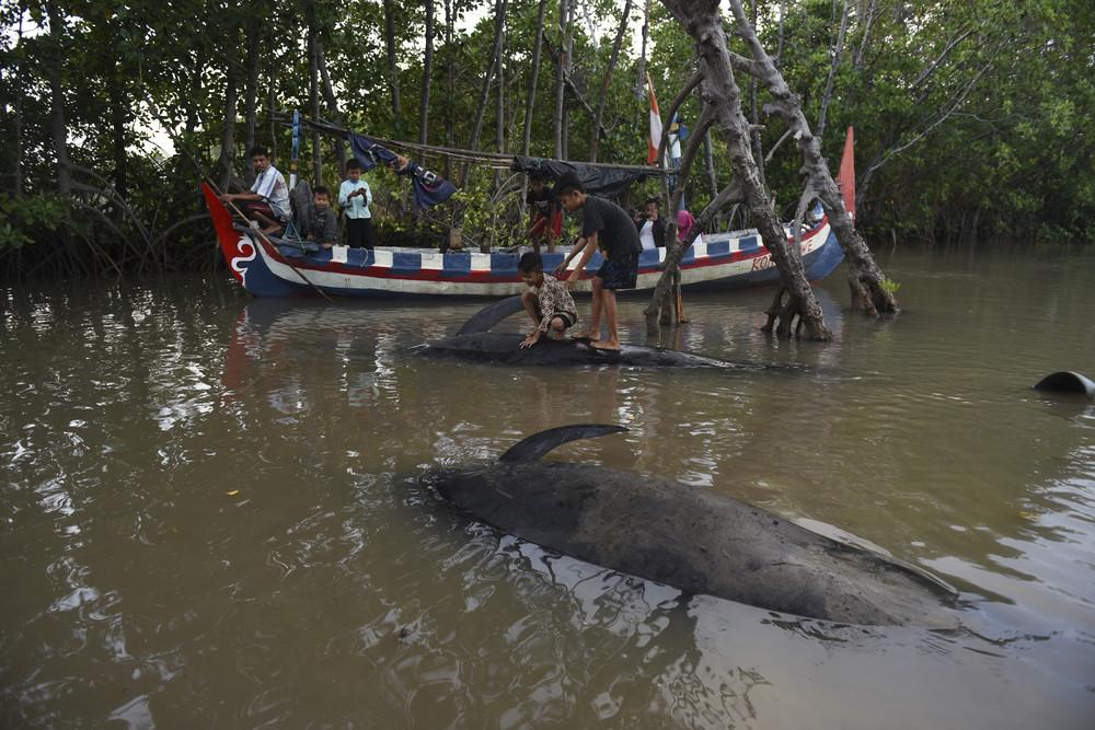 Десятки китов выбросились на берег в Индонезии