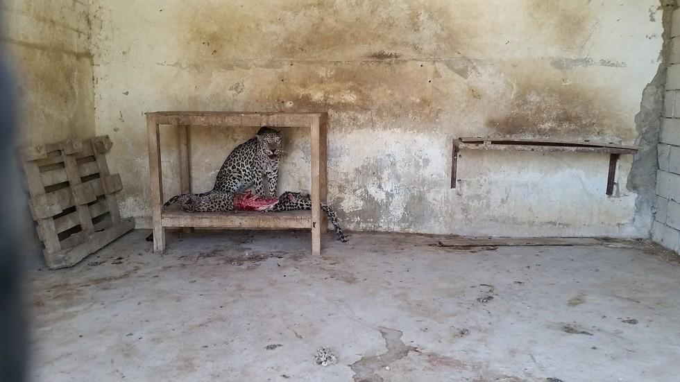 Зоопарк ужаса в Йемене возвращают к жизни
