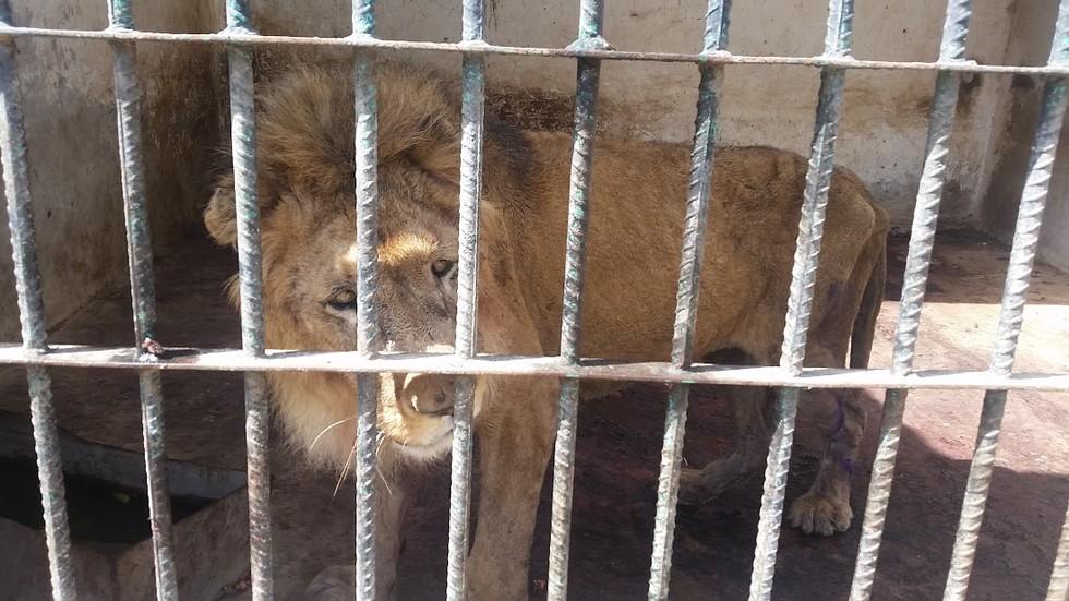 Зоопарк ужаса в Йемене возвращают к жизни