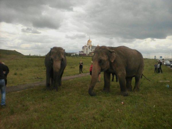 В Магнитогорске выгуливали слонов