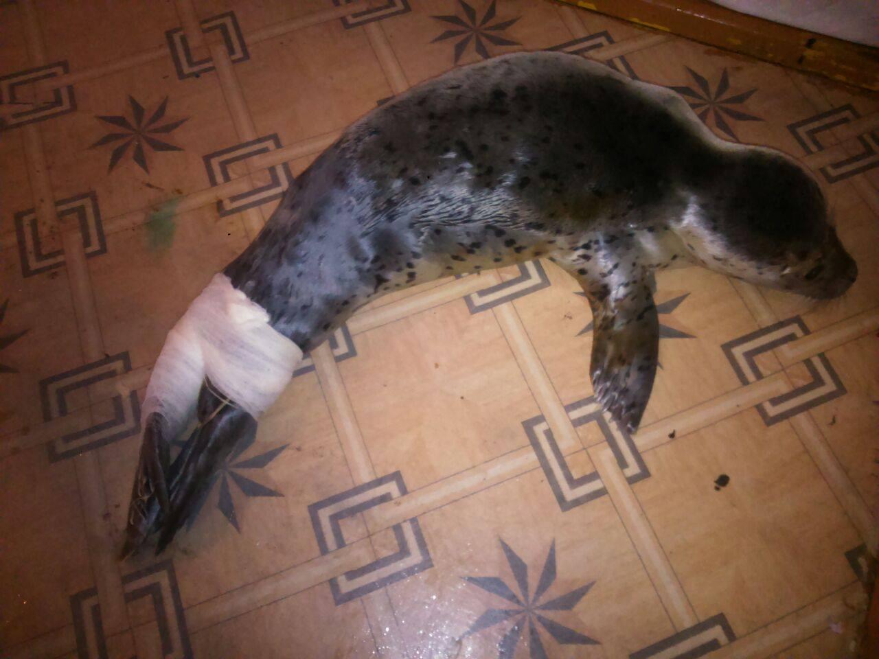 На Сахалине после селфи, травли собаками и избиения палками умер детеныш ларги