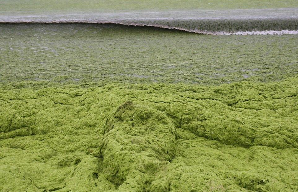 Тонны водорослей не мешают китайцам отдыхать