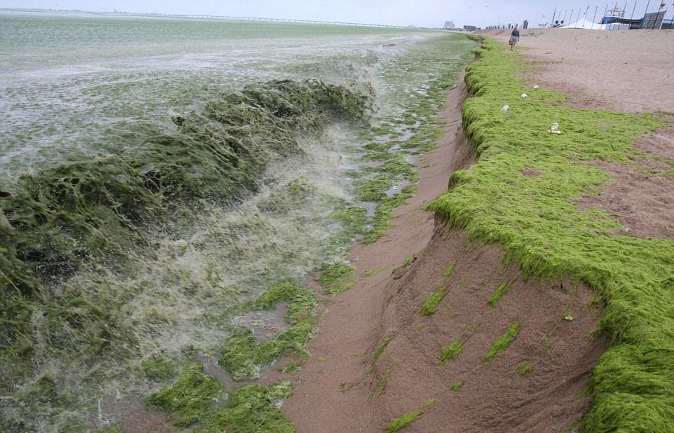 Тонны водорослей не мешают китайцам отдыхать