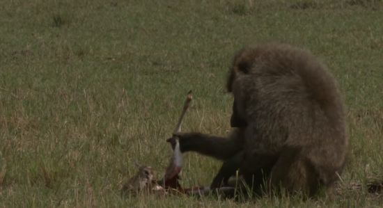 Бабуин заживо жрет детеныша газели