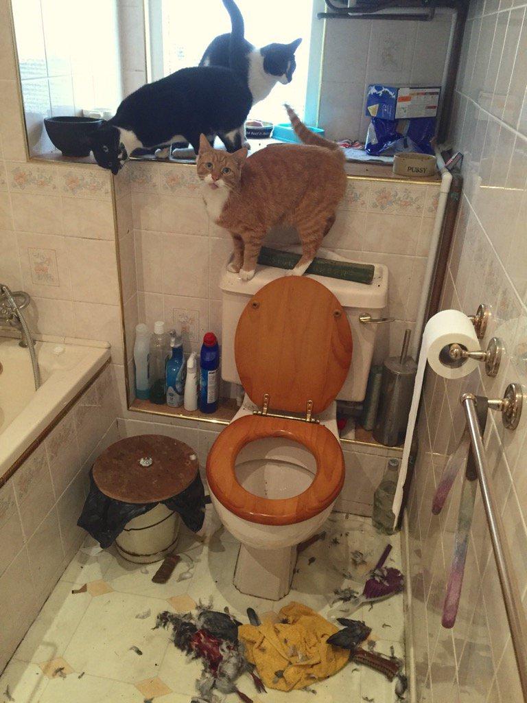 Котейки надыбали обед и решили перекусить в ванной