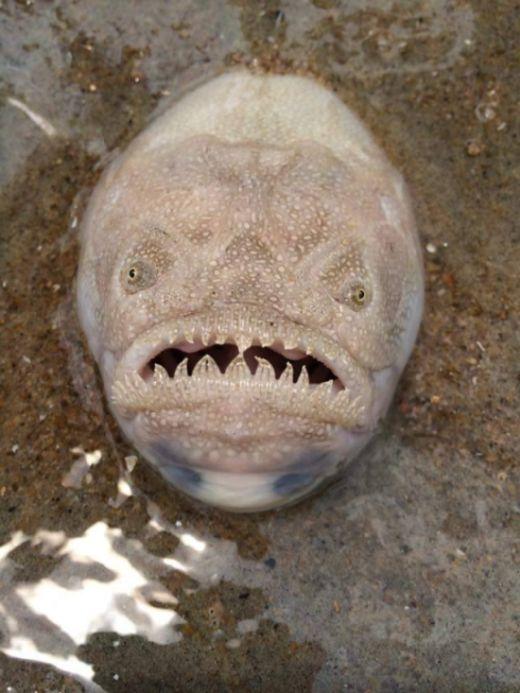 Крапчатый звездочет - одна из самых жутких рыб на земле