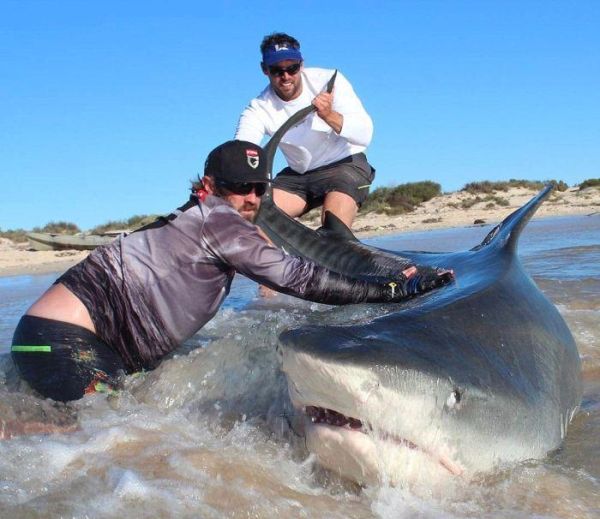 Австралийские рыбаки порыбачили на акул