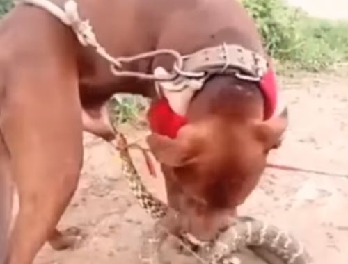 Змея схватила собаку за пипиську