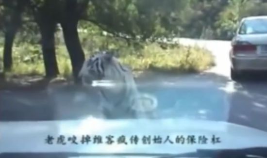 Тигр в сафари-парке оторвал бампер от машины туристов