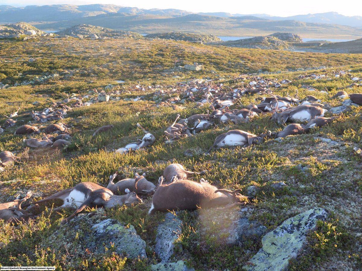 В Норвегии от удара одной молнии погибли 323 оленя