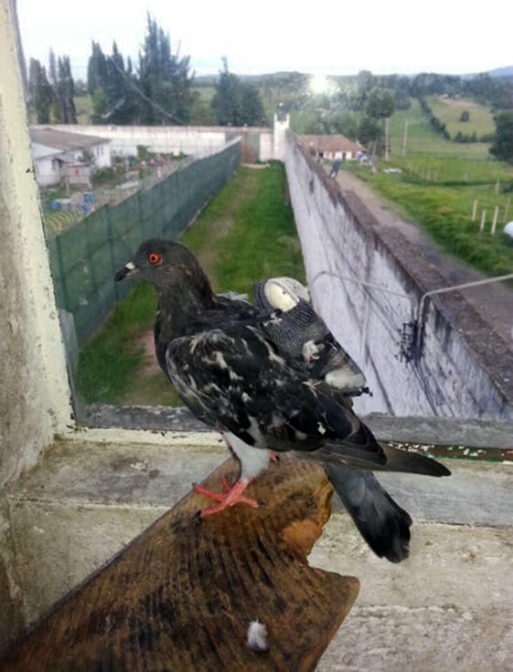 В Колумбии голубей опять стали использовать в логистических целях