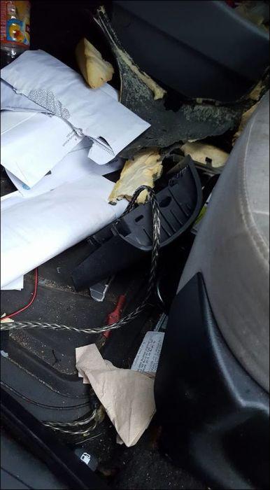 Любопытный медведь запер себя внутри машины и в попытках выбраться уничтожил салон