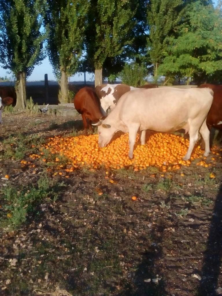 На Херсонщине коров кормят отборными помидорами