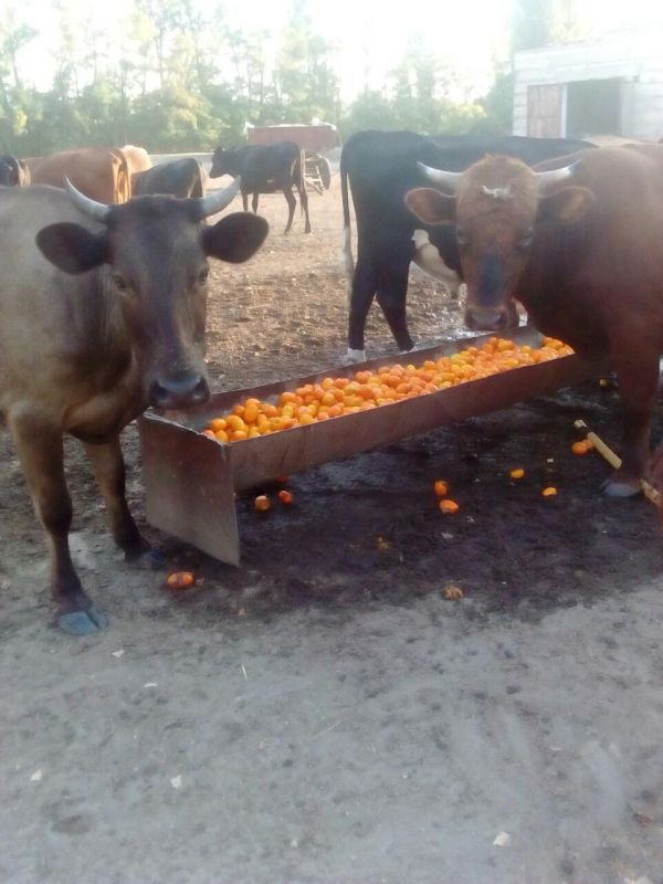 На Херсонщине коров кормят отборными помидорами