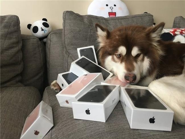 Сын самого богатого человека в Китае купил своей собаке восемь iPhone 7