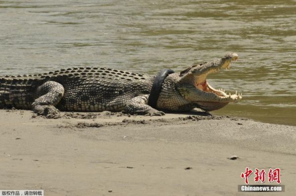 В Индонезии на берег выполз крокодил с шиной для мотоцикла