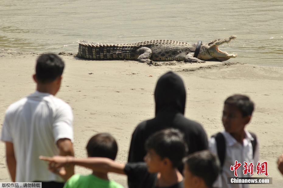 В Индонезии на берег выполз крокодил с шиной для мотоцикла