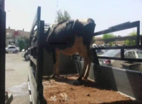 Сирийские военные задержали на юге Дамаска боевиков, перевозивших боеприпасы в живой корове