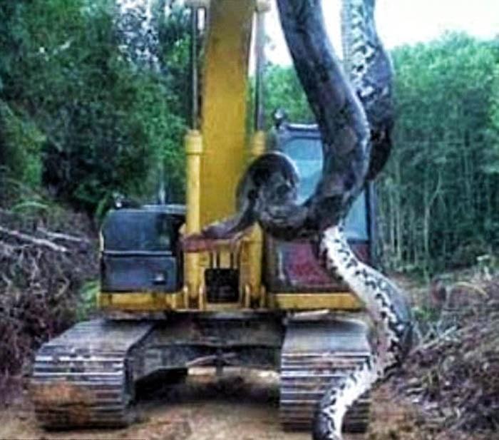 Строители обнаружили огромную анаконду