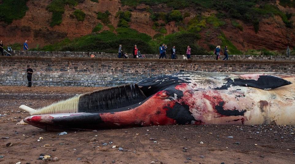 Разложившуюся тушу кита выбросило на пляж в Великобритании
