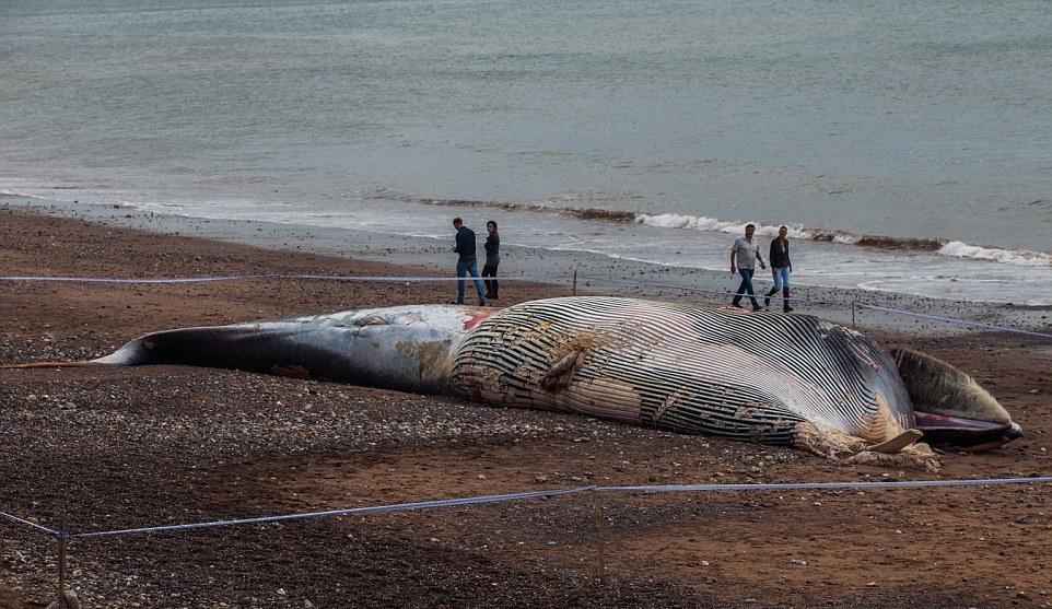 Разложившуюся тушу кита выбросило на пляж в Великобритании